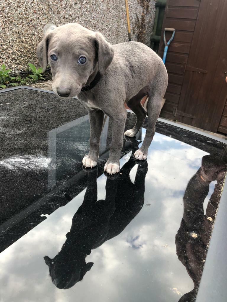 Female whippet puppy for sale in Sheffield, South Yorkshire Gumtree
