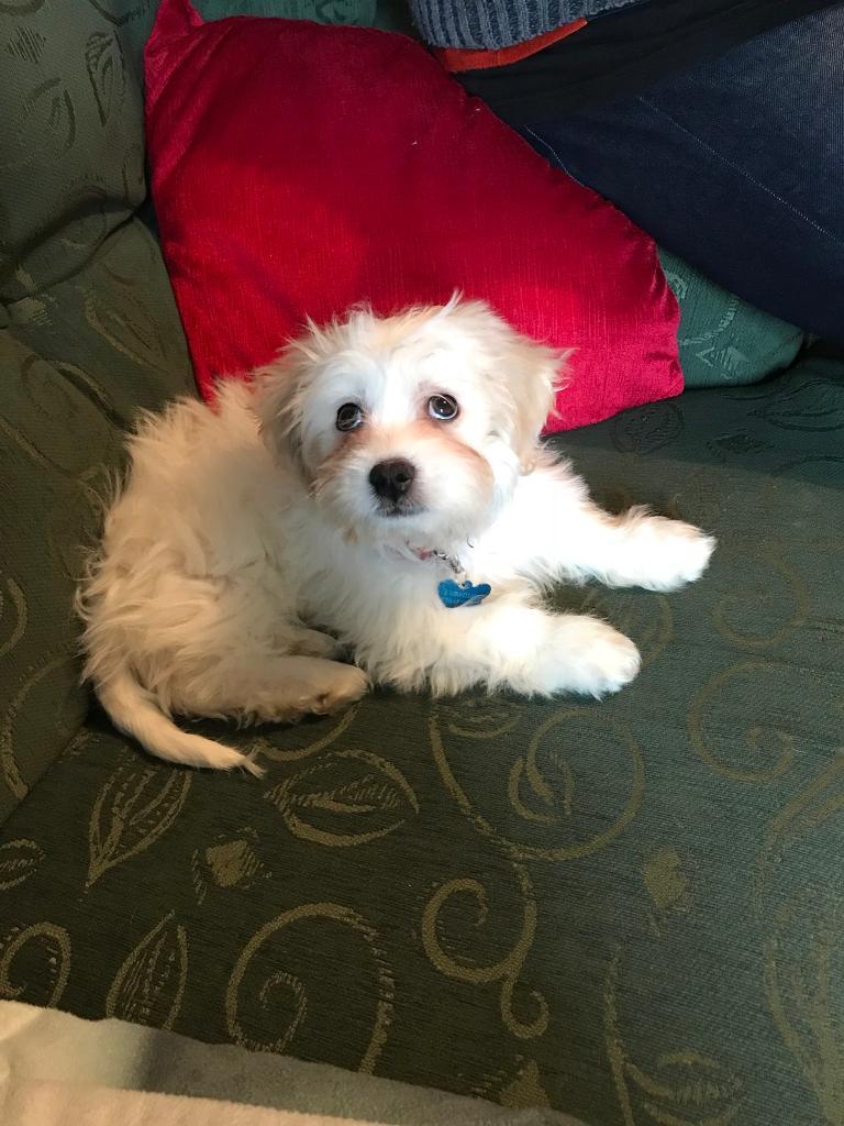 Maltzu Puppy in Falkirk Gumtree