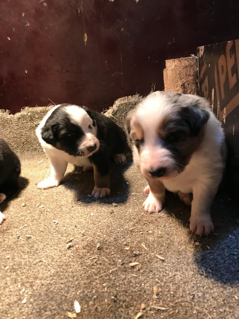 Male border collie pups for sale in Moffat, Dumfries and Galloway