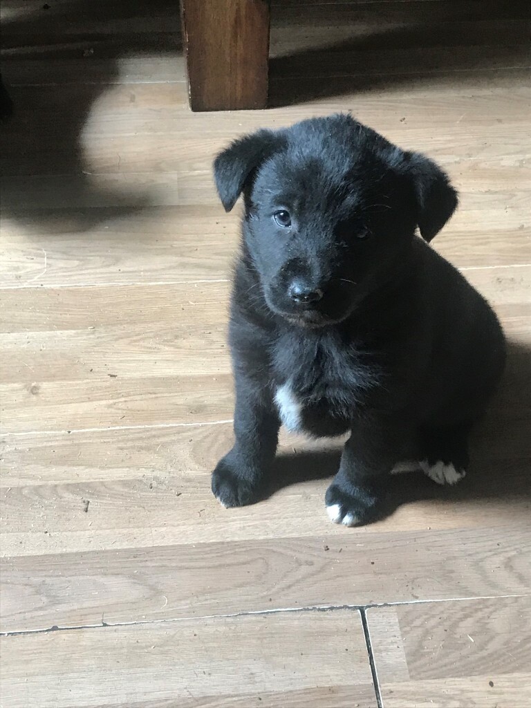 Collie cross Labrador Pup for Sale in Auchterarder, Perth and Kinross