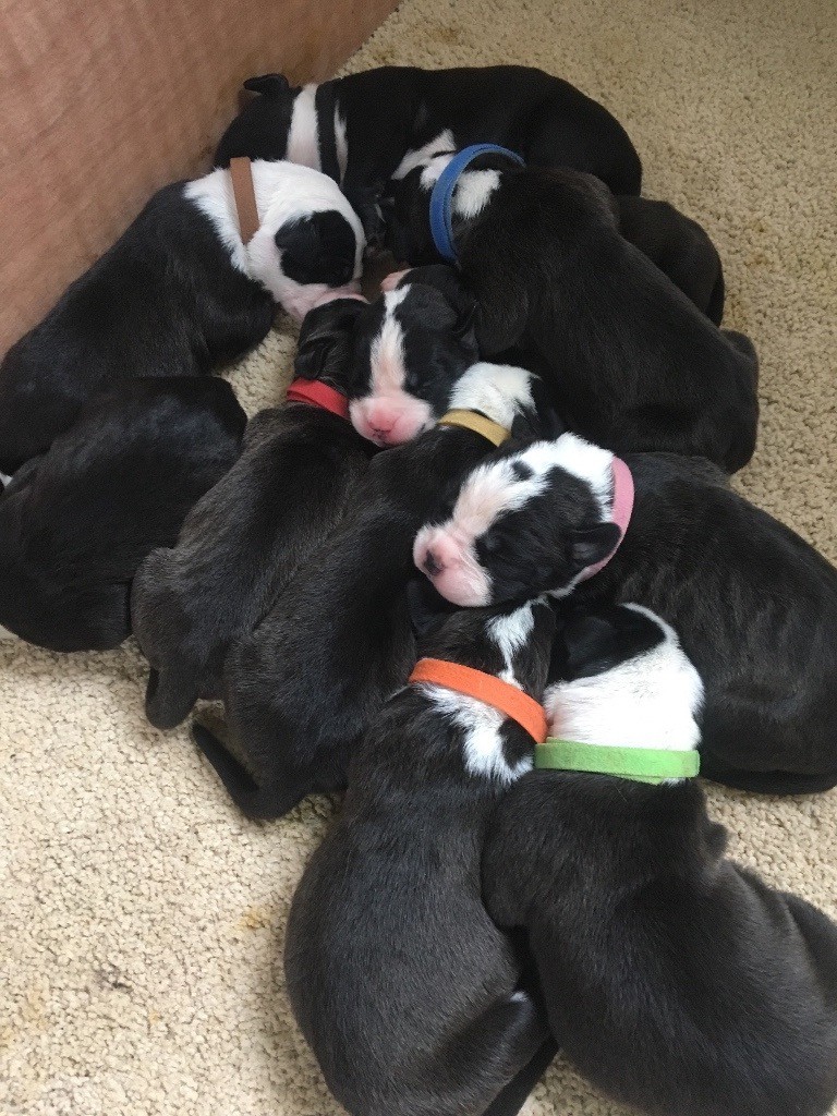 American bully bulldog xl in Bridgwater, Somerset Gumtree