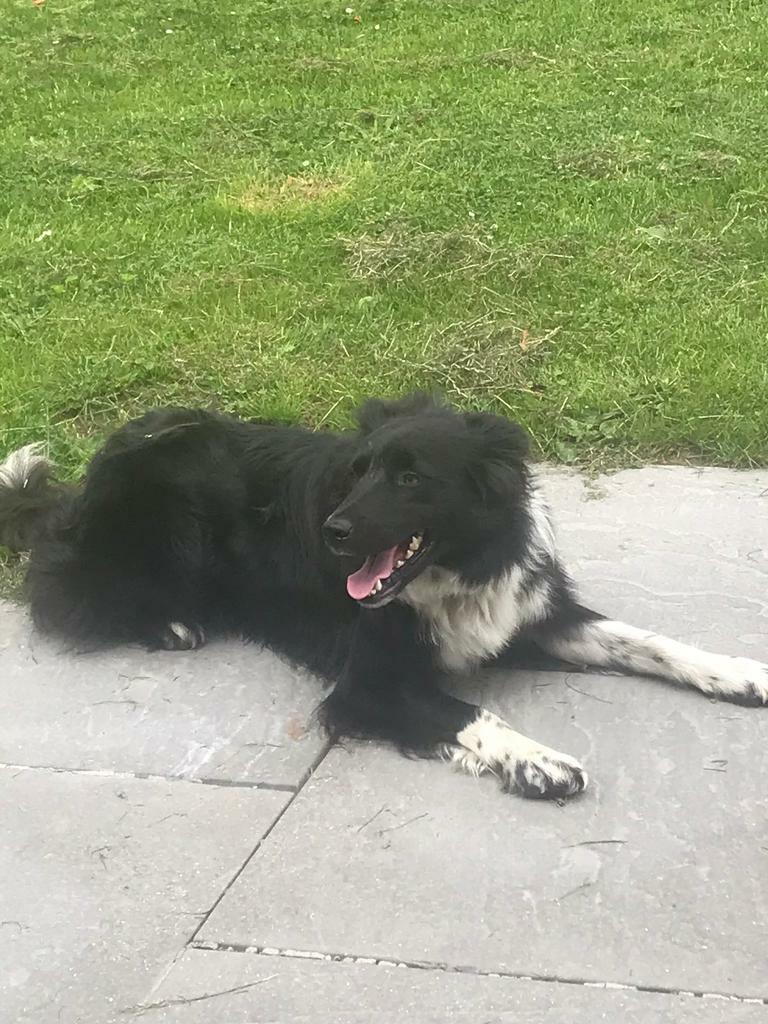border collie sheep dog in Launceston, Cornwall Gumtree