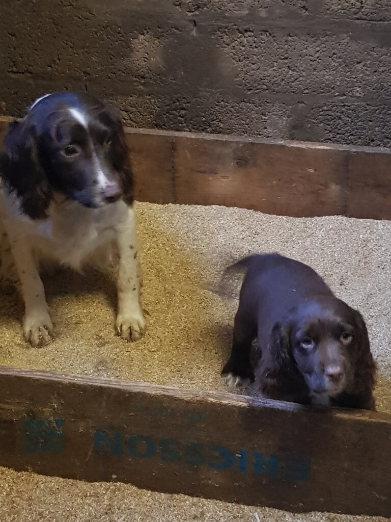 Sproker Puppies for sale in Maybole, South Ayrshire Gumtree