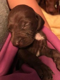 Frenchie X Jackawa Pups For Sale In Redruth Cornwall Gumtree