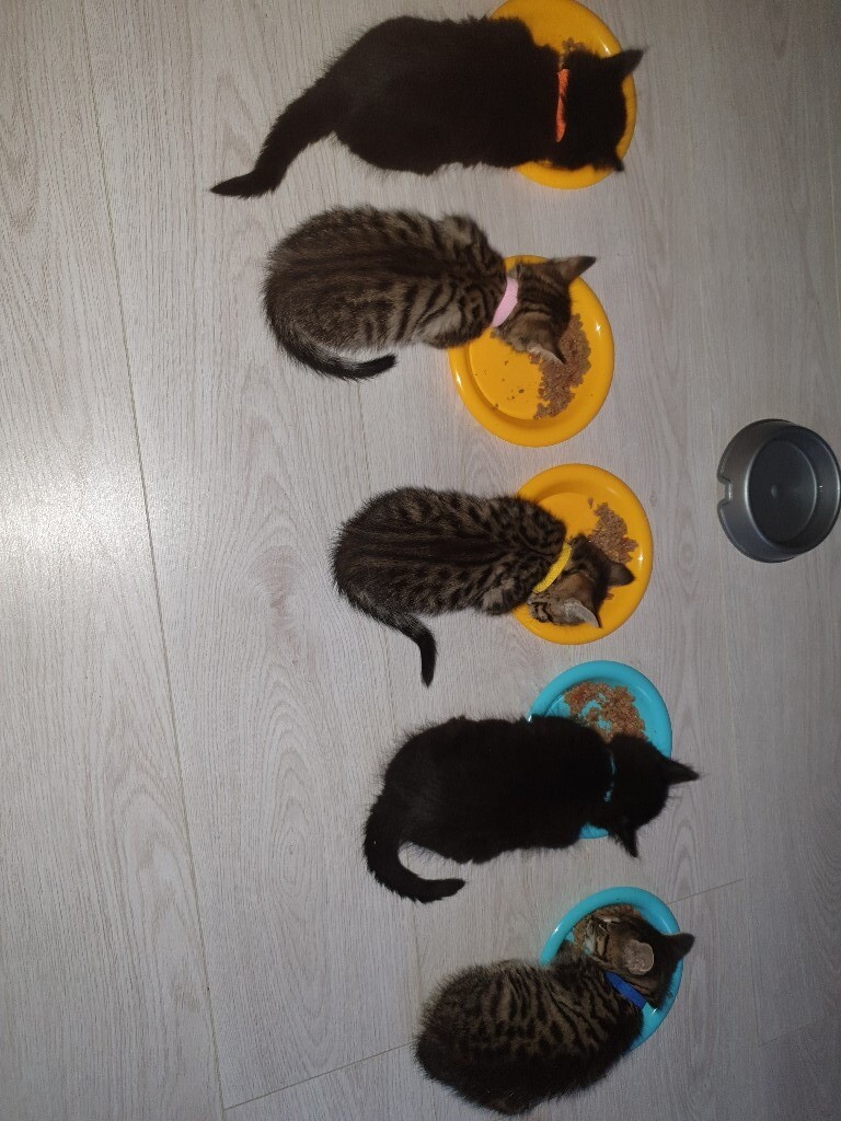 Kitten for sale | in Widnes, Cheshire | Gumtree