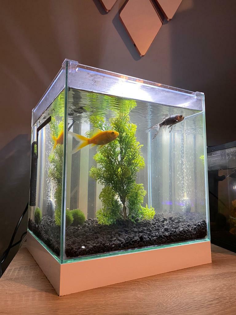 Ciano fish tank 22l in Edenthorpe, South Yorkshire Gumtree