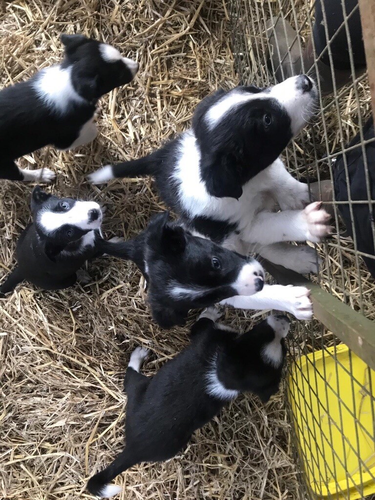 Working border collies for sale in Somerset Gumtree