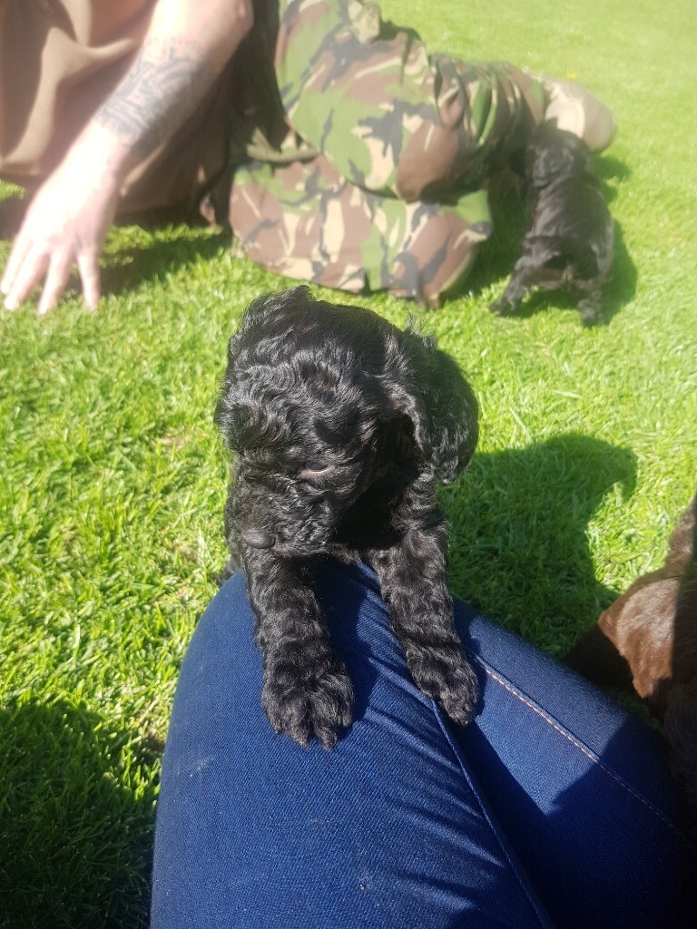 Cockapoo Puppies For Sale in Girvan, South Ayrshire Gumtree