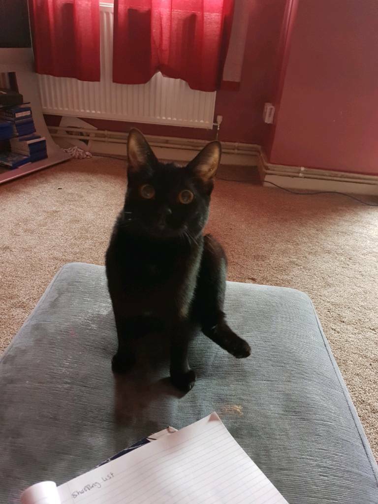 My 1 year old cat in Kentish Town, London Gumtree