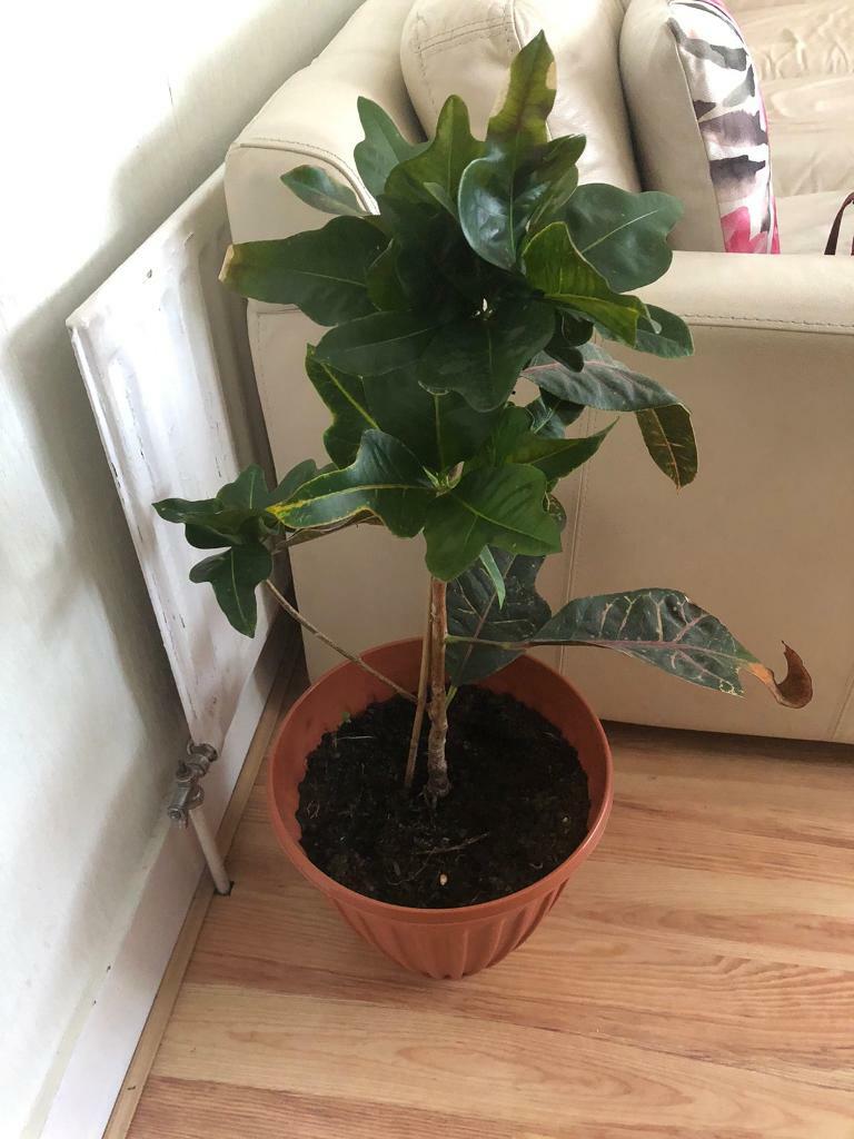 Large house plant in London Gumtree