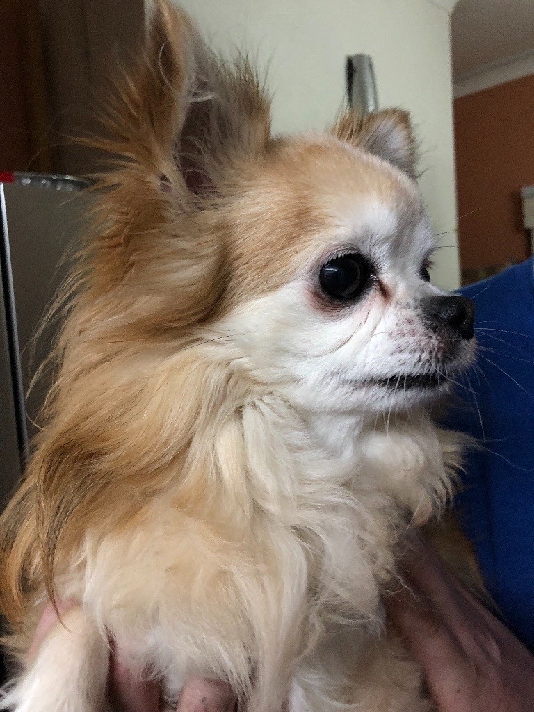 Long coat chihuahua puppies for sale in Scunthorpe, Lincolnshire