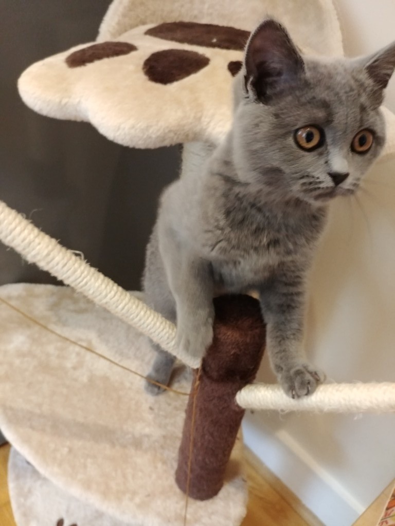 British blue 4 month kitten, the most beautiful well behaved loving
