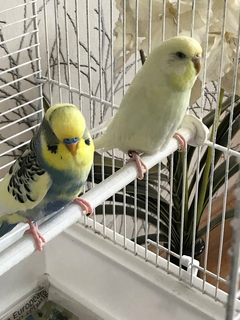 2 BUDGIES AND CAGE in Leicester, Leicestershire Gumtree