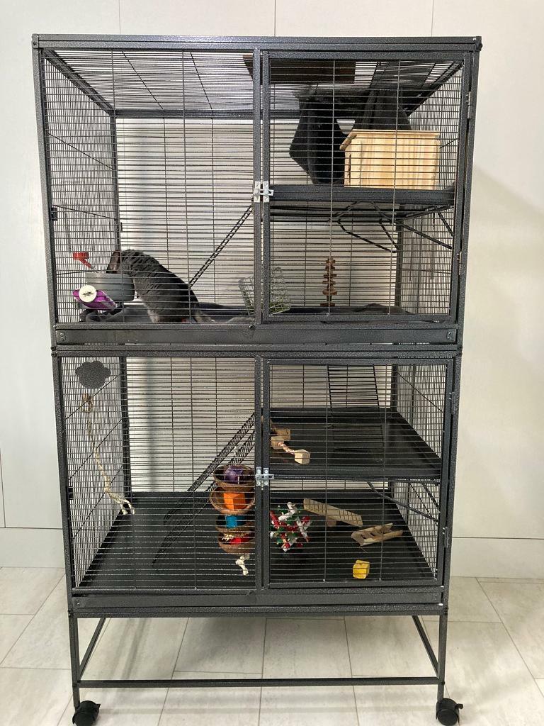 Chinchilla & Cage in Walton, Merseyside Gumtree