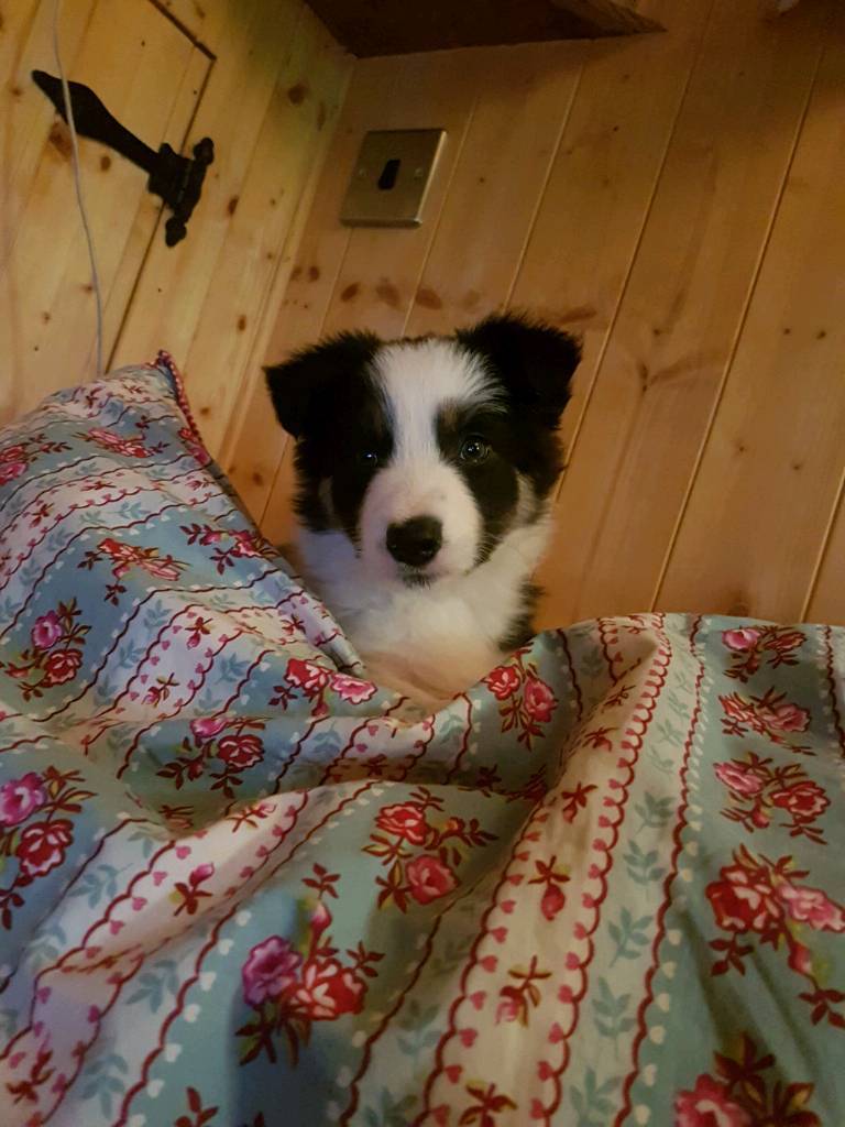 tri colour border collie puppies for sale. in Penn