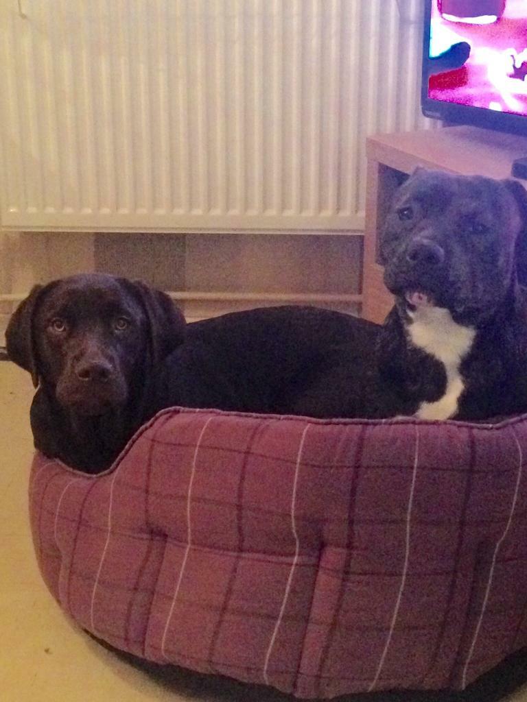 2 Dogs for Rehoming in Bracknell, Berkshire Gumtree