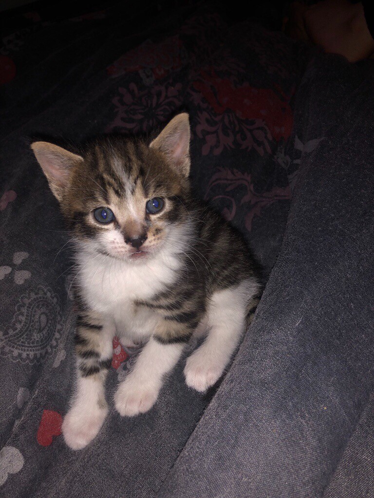 black, white & tabby Kittens! (ready now) in Luton