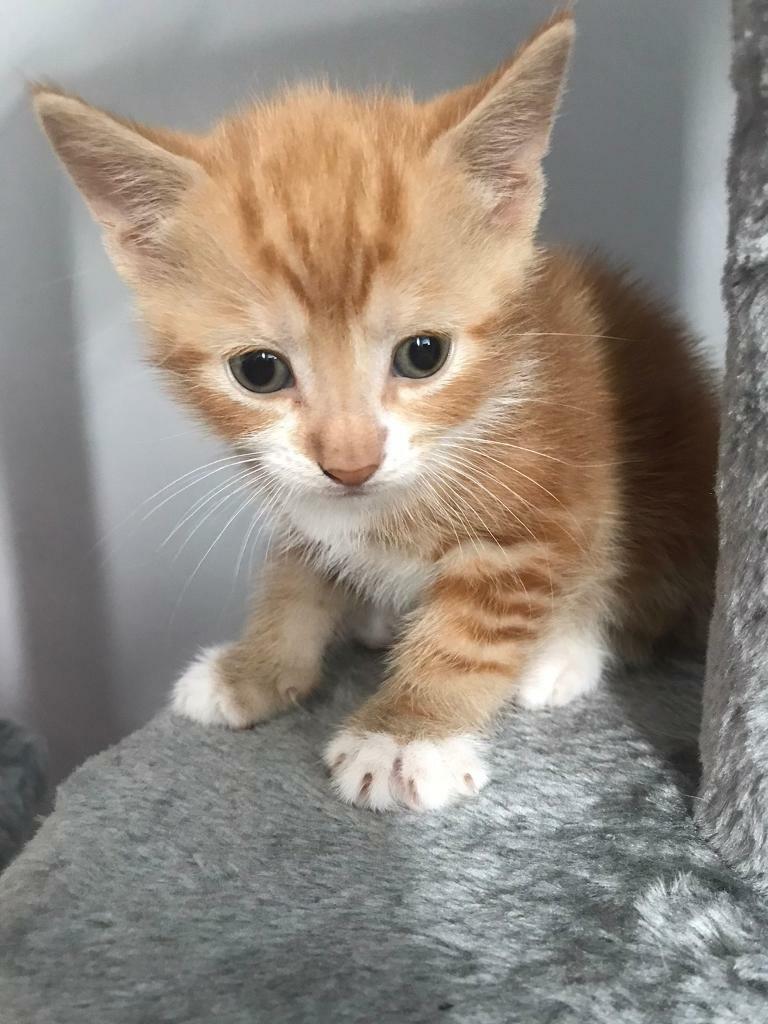Beautiful ginger male kitten in Sittingbourne, Kent Gumtree