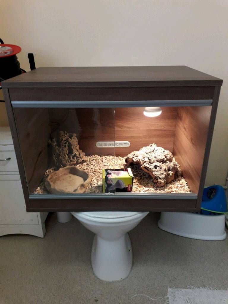 Reptile vivarium set up in Eltham, London Gumtree