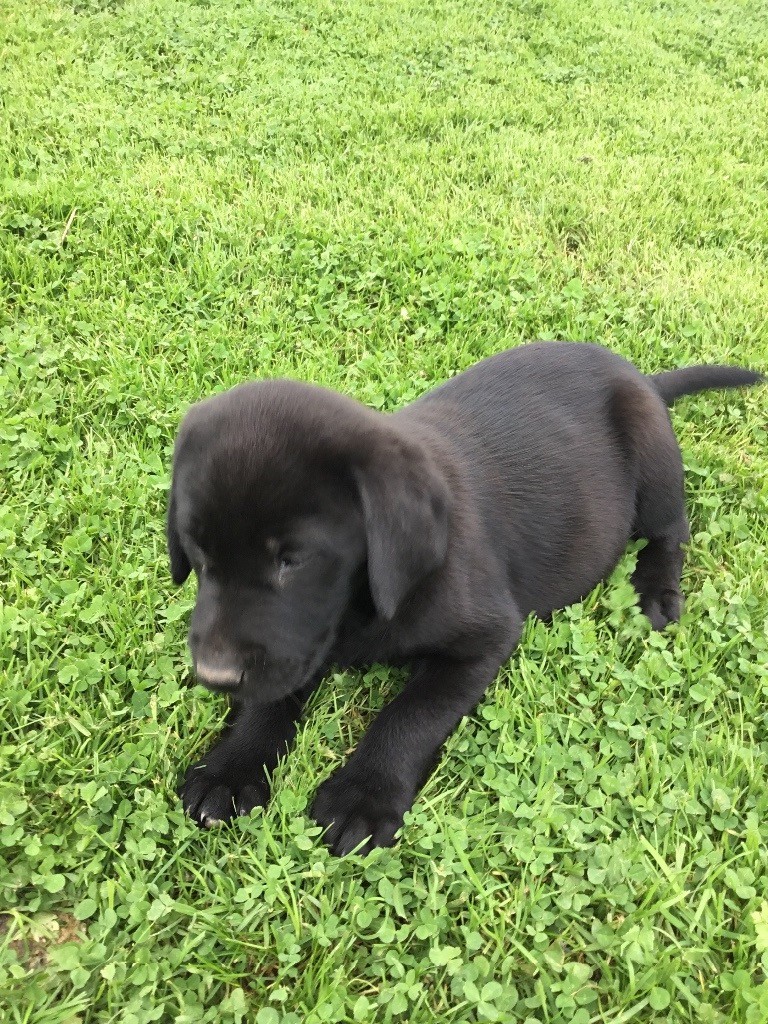 Labrador dog pups for sale in Hawick, Scottish Borders Gumtree