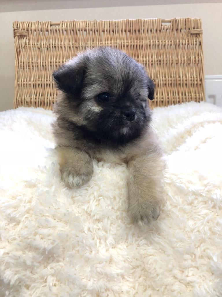 Shih Tzu X Chihuhua Pups In Brixham Devon Gumtree