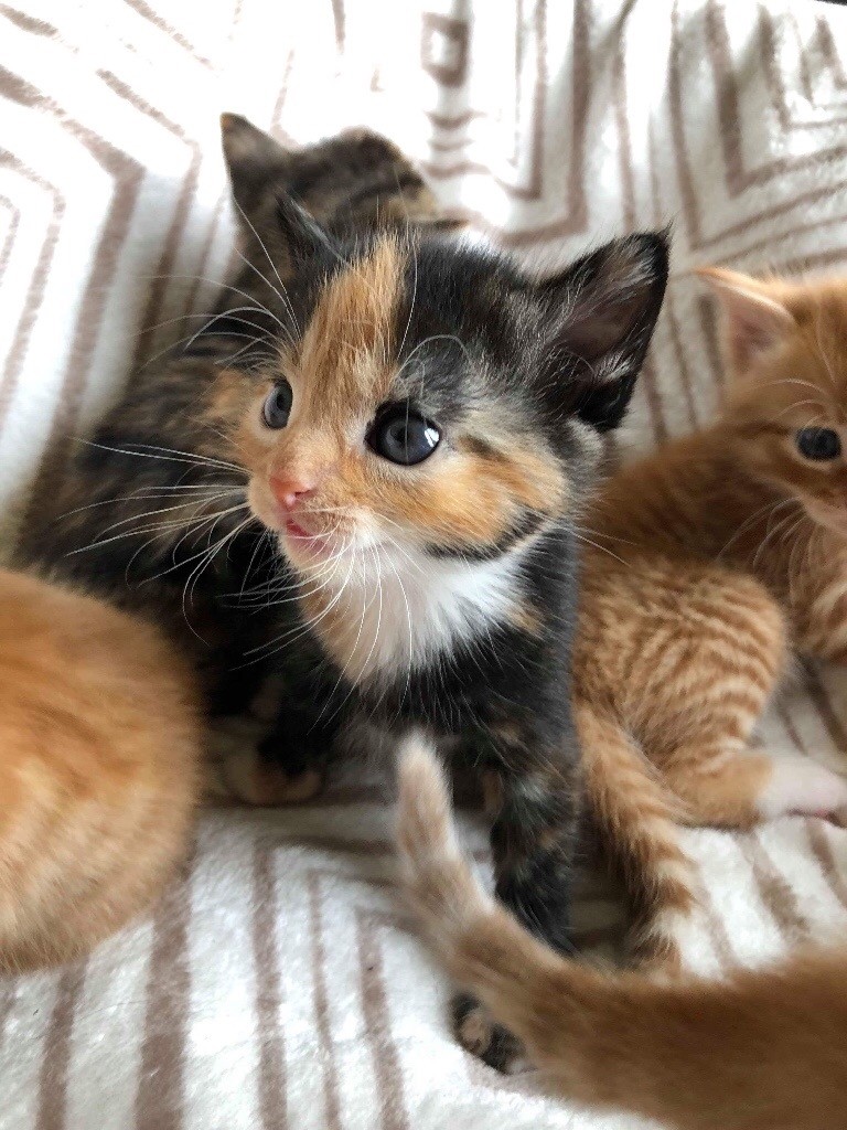 ***Beautiful kitten looking for a loving home*** in Berwickupon