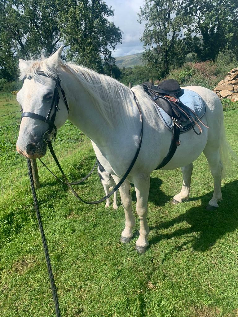 Lead rein/ second pony in Lennoxtown, Glasgow Gumtree