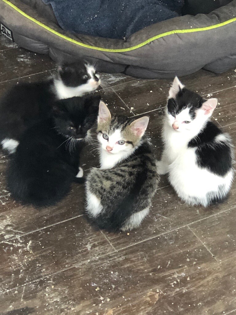 Four kittens for sale ready to go in Chobham, Surrey Gumtree