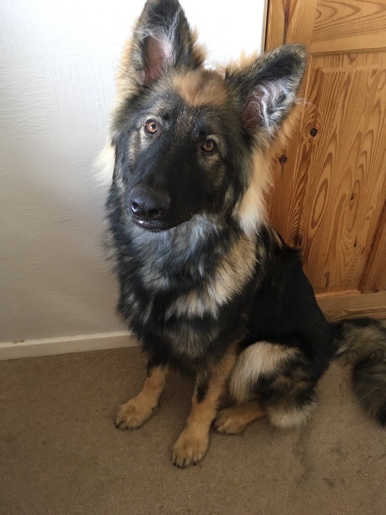 German Shepherd Kc Registered In Winchester Hampshire