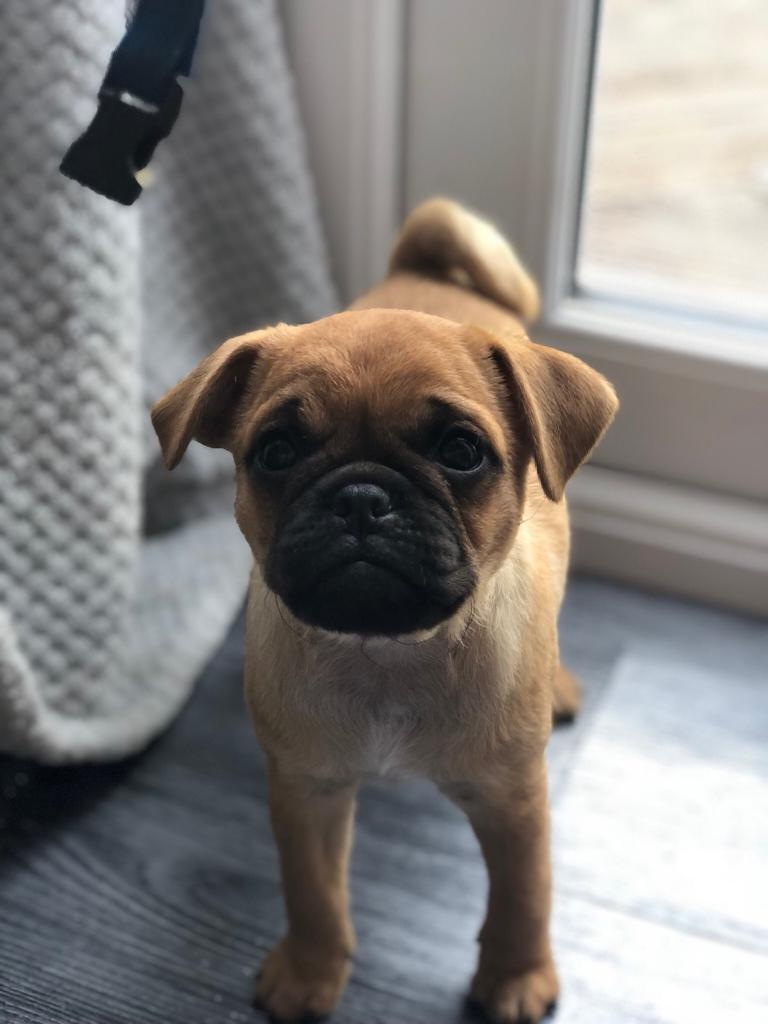Outstanding 3/4 pug boy puppy ready to leave in Southampton