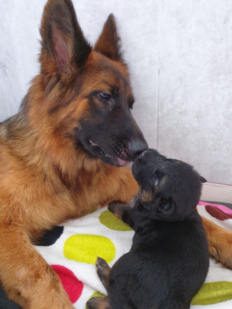 Long hair European line German Shepherds puppies in Sittingbourne