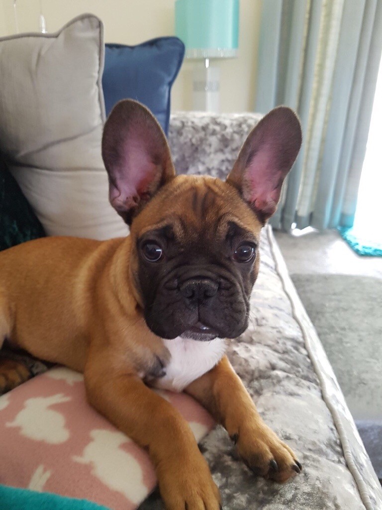 Stunning Fawn French Bulldog Boy | in Newton Mearns, Glasgow | Gumtree