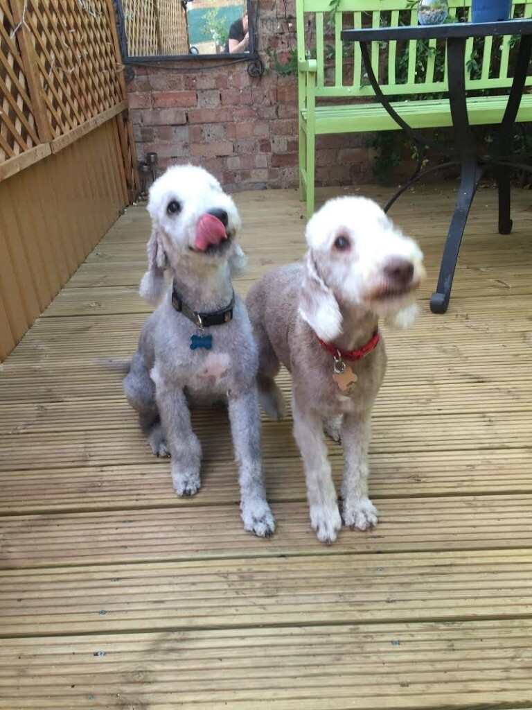 2x Beautiful Bedlington Terrier Puppies Available from 8th of August