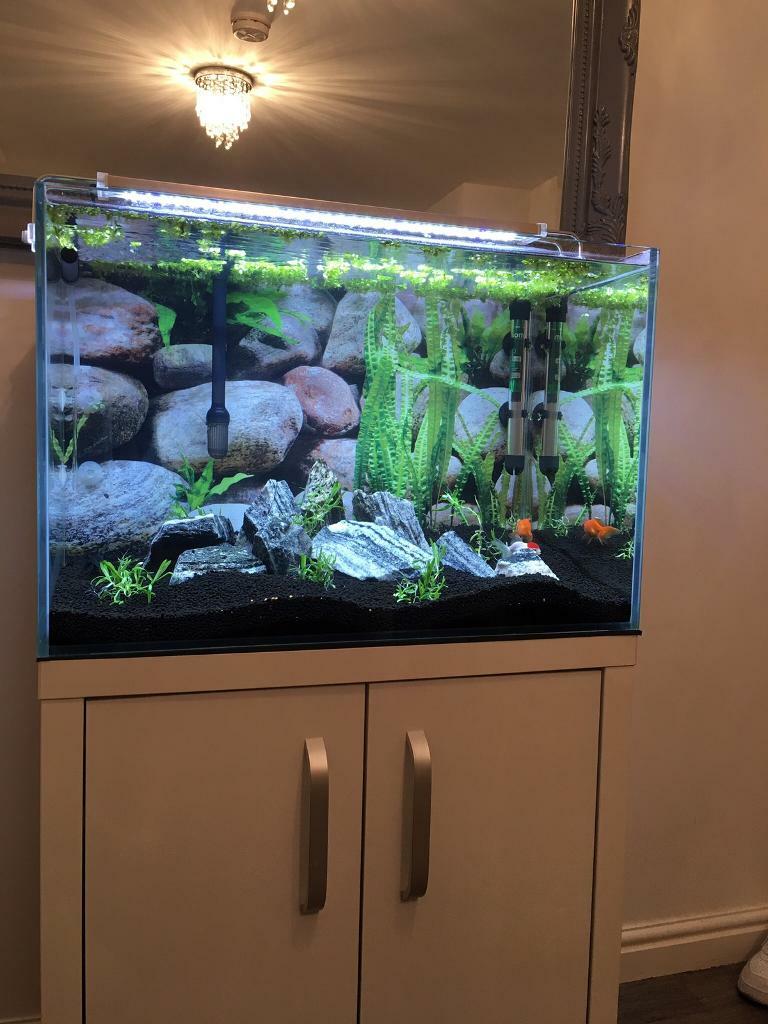 Aquarium/fish tank in Edinburgh Gumtree