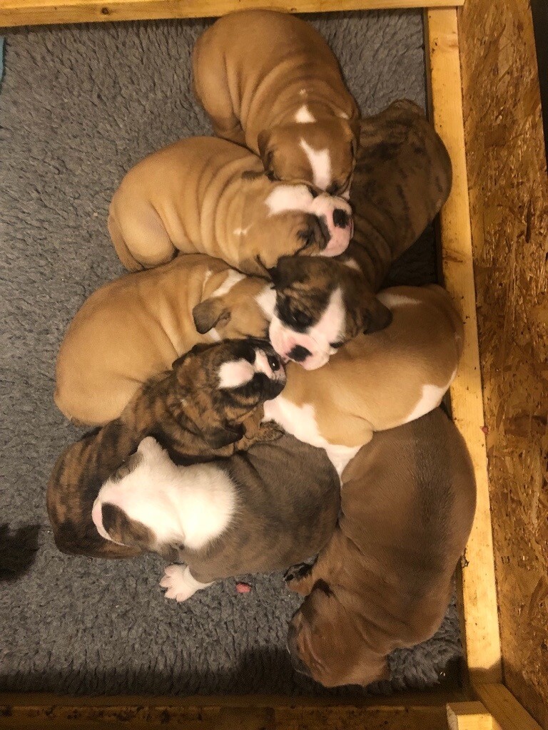 Olde Tyme English Bulldog Puppy in Oxford, Oxfordshire Gumtree