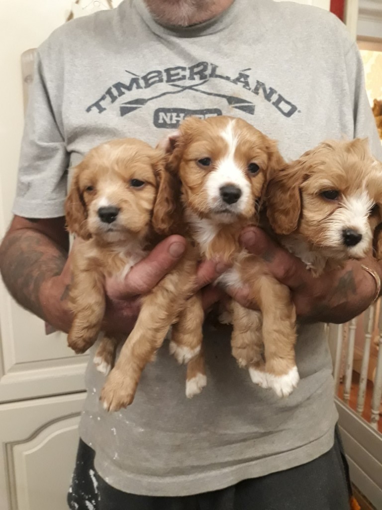 Cavapoo puppies for sale in Victoria Park, London Gumtree
