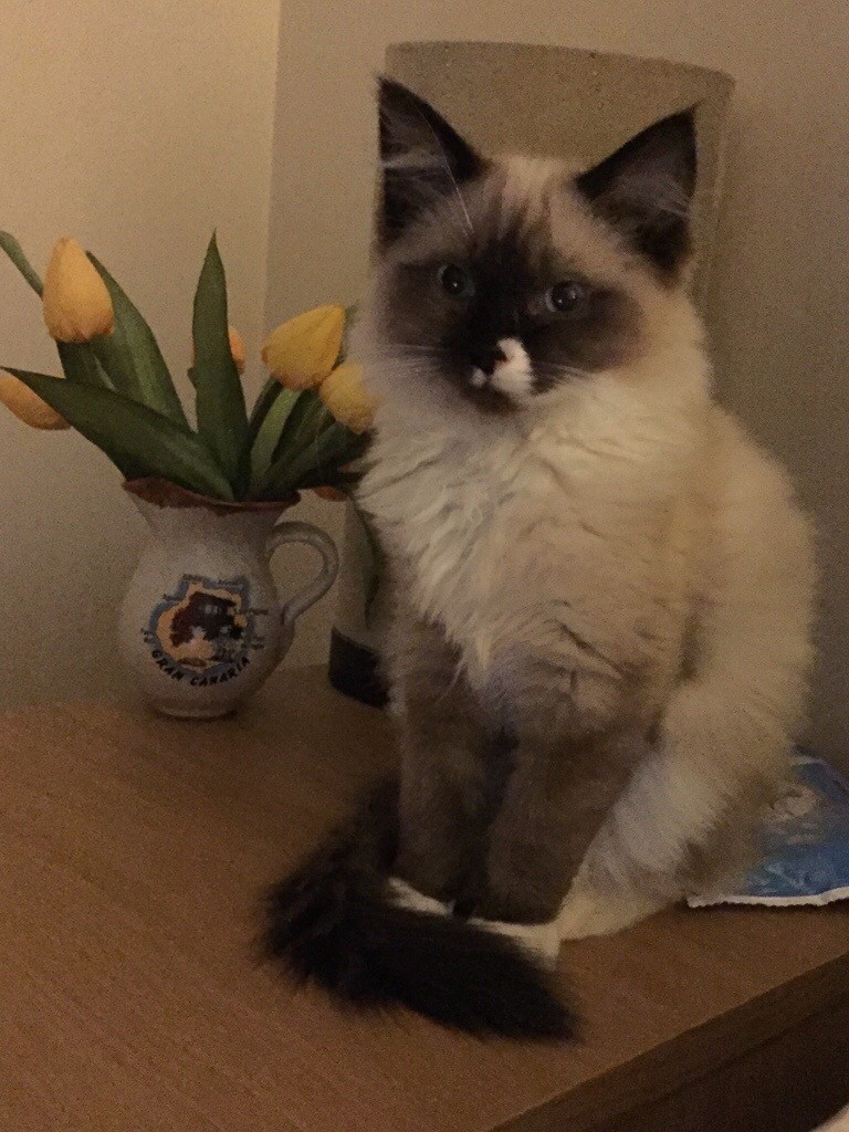 Male Ragdoll kitten for sale in Leven, Fife Gumtree