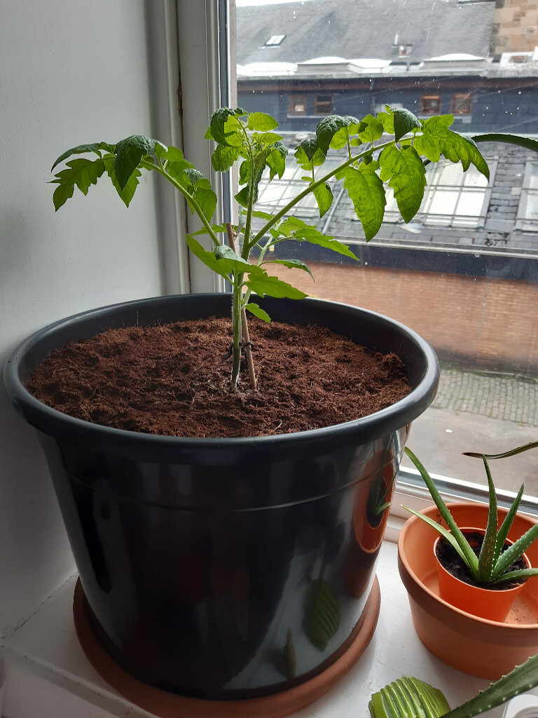 Plant pots filled with compost in Southside, Glasgow Gumtree