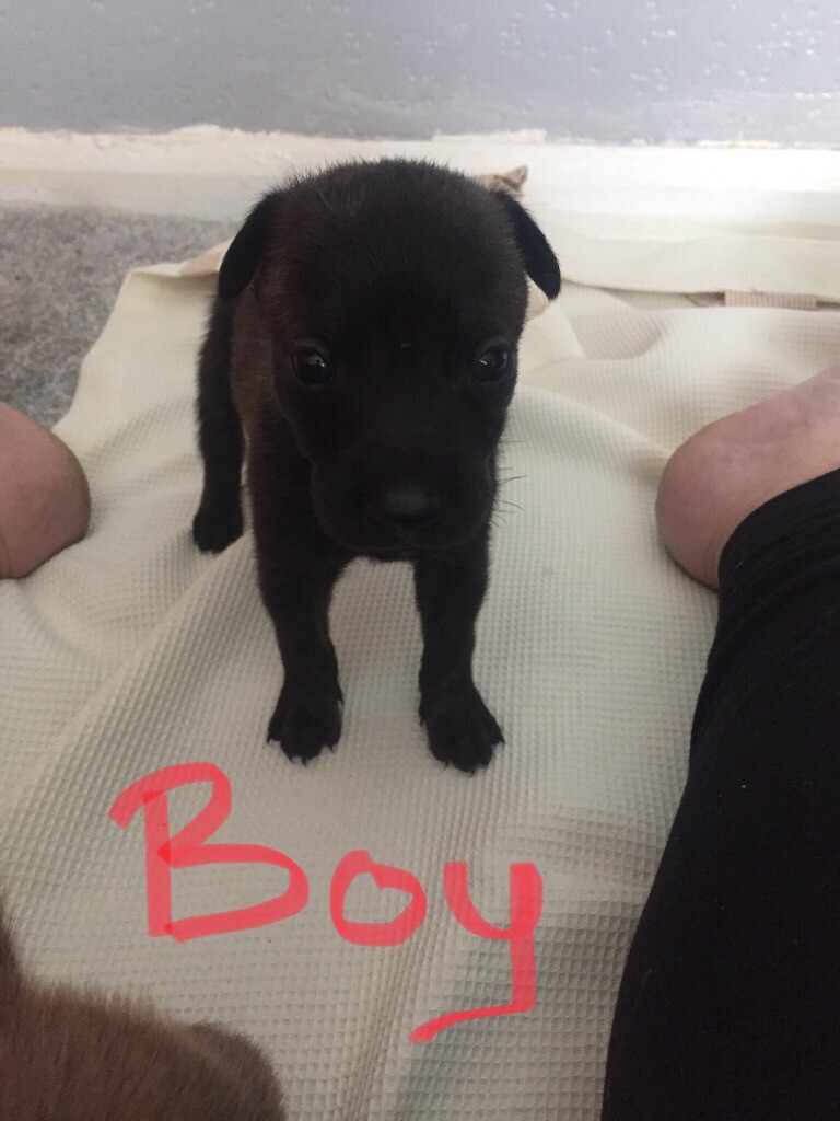 Belgian Malinois x French Bullmastiff puppies in Middlesbrough, North