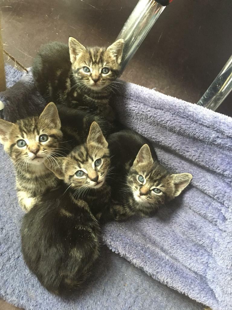 Kittens in Swansea Gumtree