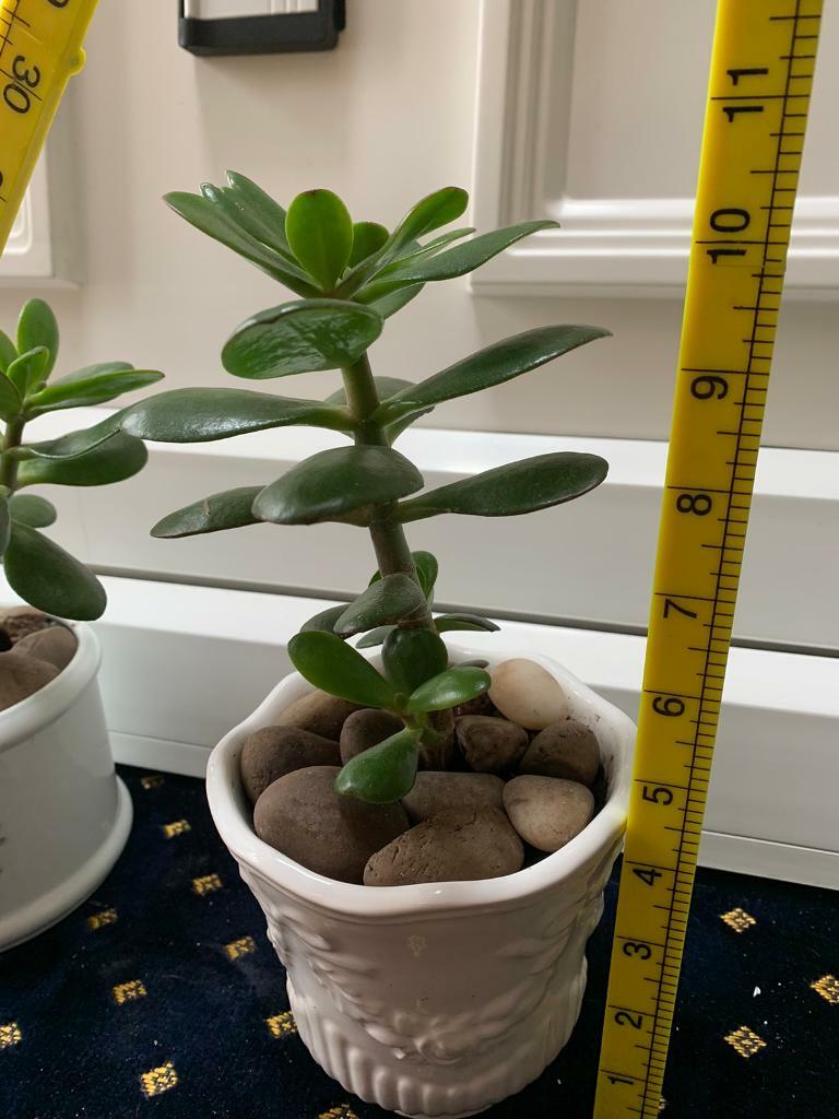 Lovely healthy Jade/money plant for sale. in Hall Green, West