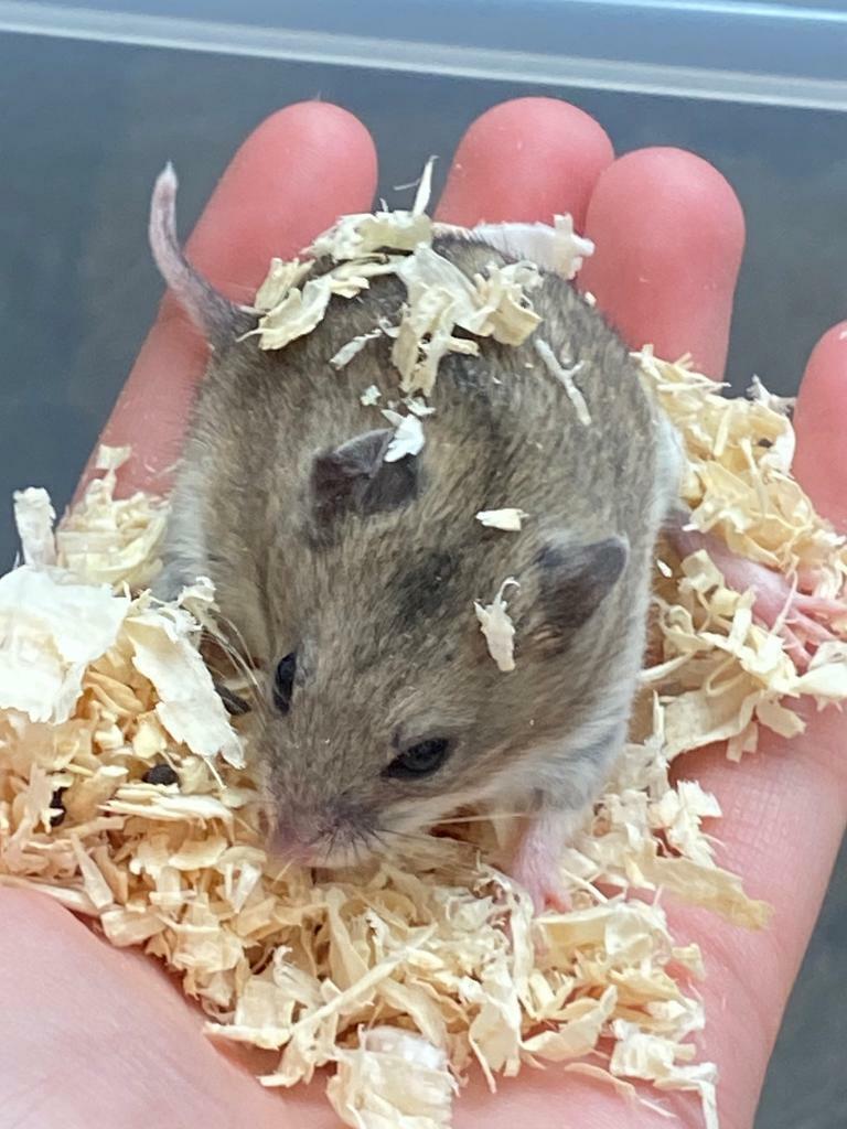 Chinese Dwarf Hamster Brothers | in Kirkdale, Merseyside | Gumtree