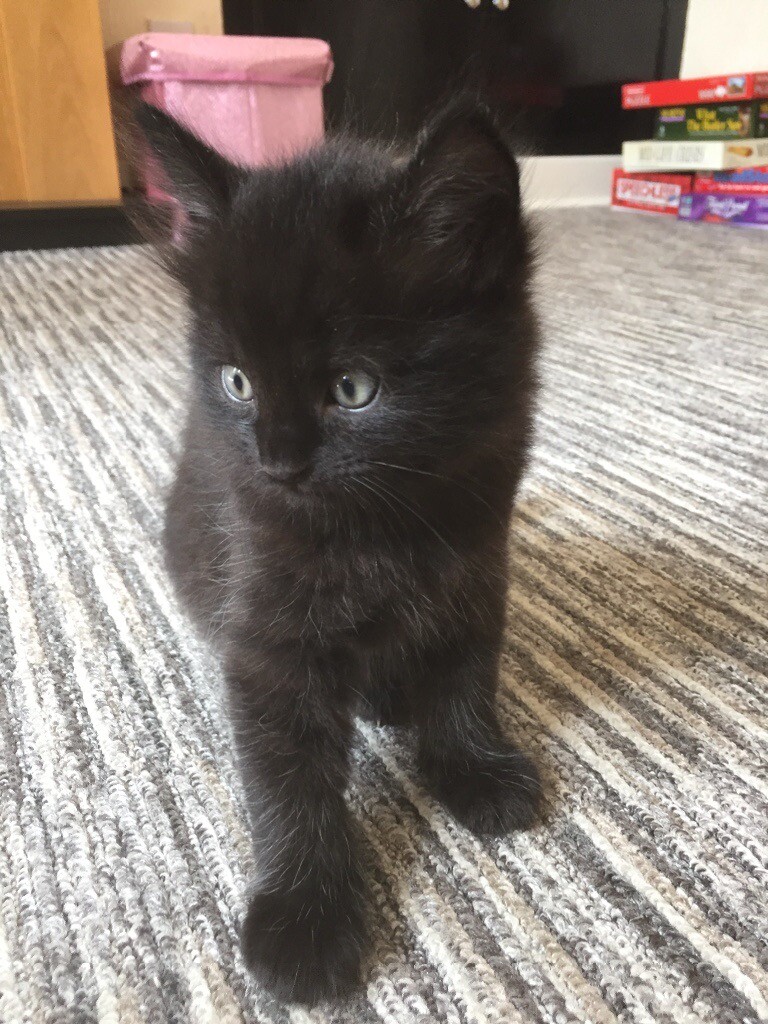 4 Lovely Male Kittens For Sale In Kirkcaldy Fife Gumtree