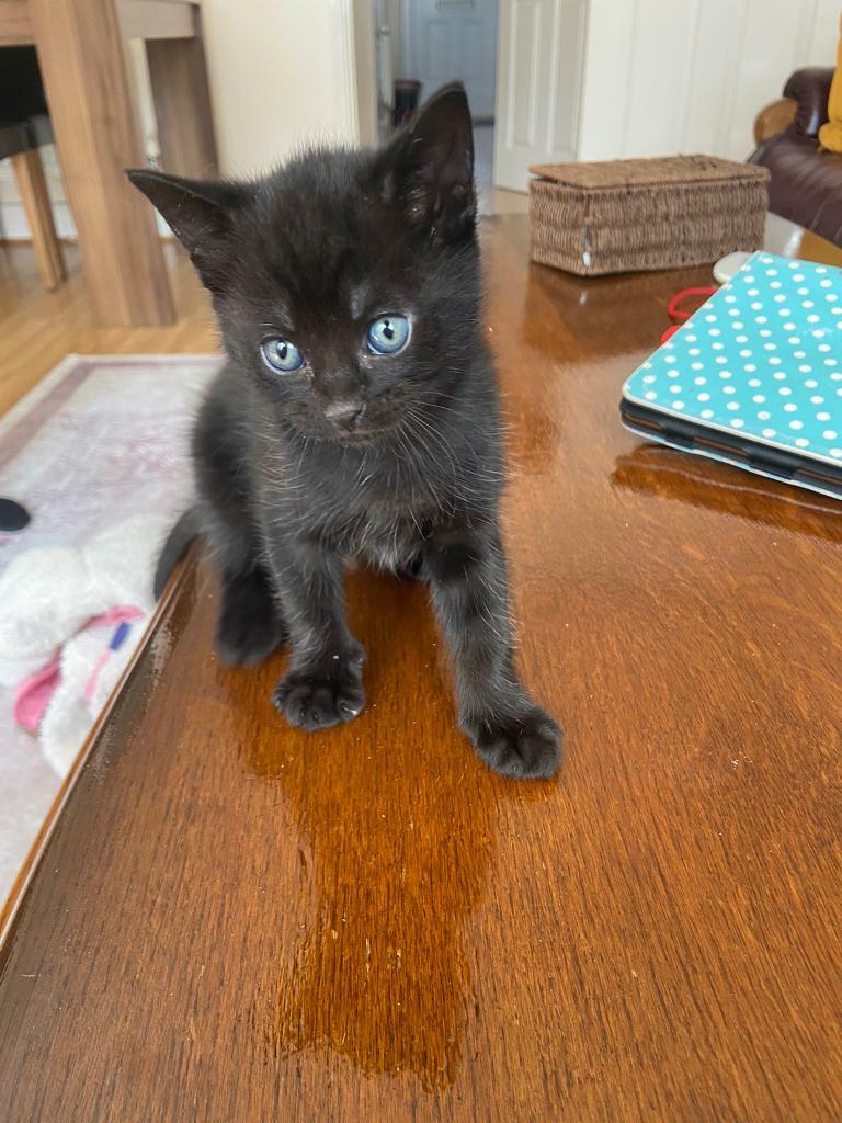 Cute male kitten in Enfield, London Gumtree