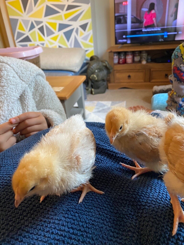 Two weeks old chicks in Odiham, Hampshire Gumtree