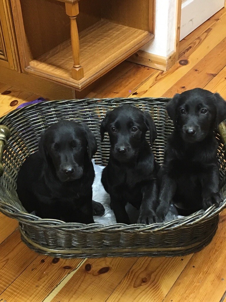 Pedigree Labrador Puppies in Chester, Cheshire Gumtree