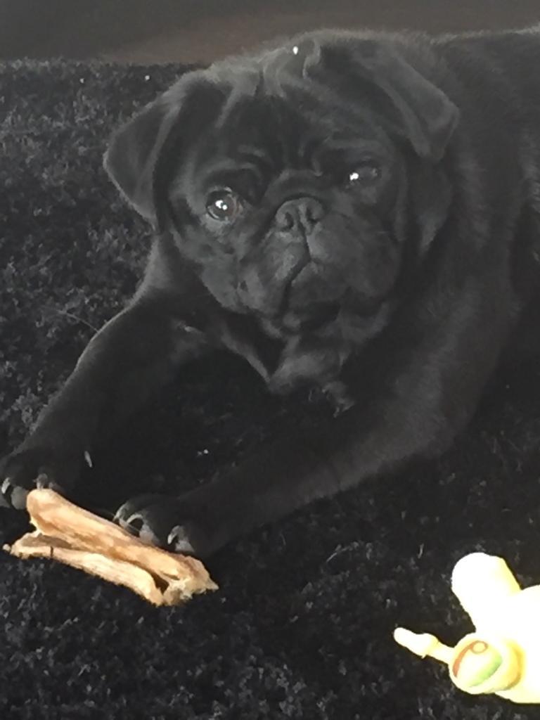 3yr old Female pug for sale in Wallsend, Tyne and Wear Gumtree
