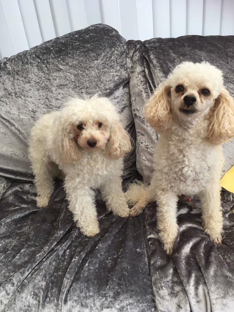 Unique toy poodles puppy’s in Hull, East Yorkshire Gumtree