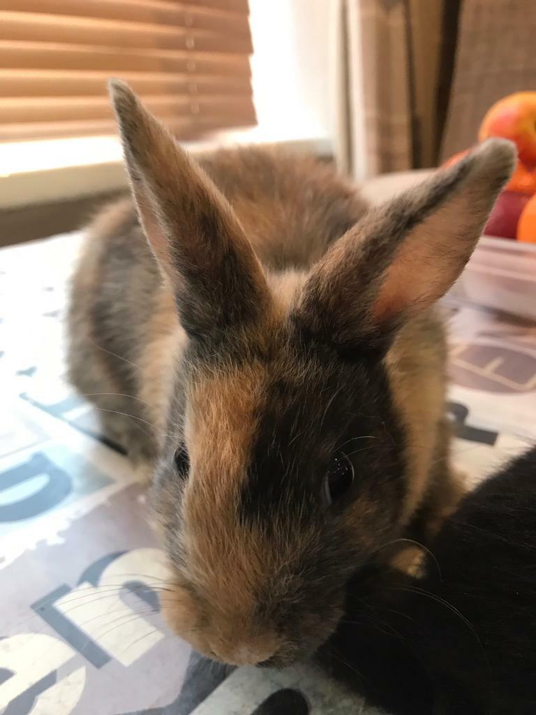 Rabbits for sale in Hebburn, Tyne and Wear Gumtree