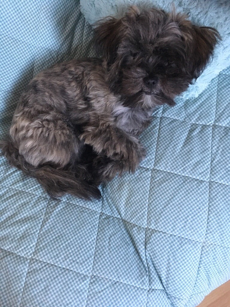 Lhasa Apso x Yorkshire Terrier puppy in Bournemouth, Dorset Gumtree